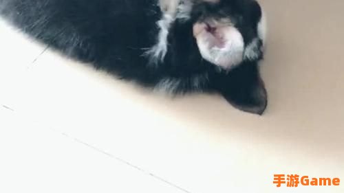 两个呆