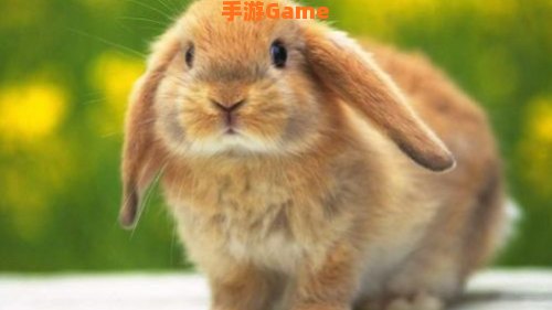 世界上有兔人吗