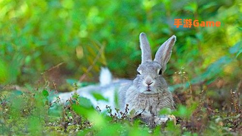 世界上有兔人吗